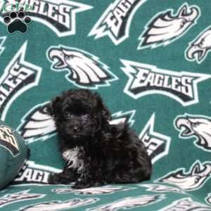 Orianna, Maltipoo Puppy